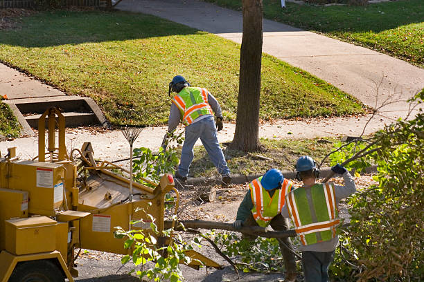 Best Emergency Tree Removal  in Lake City, GA