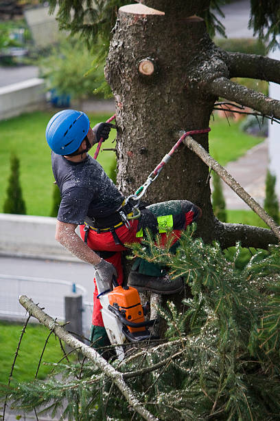 Best Firewood Processing and Delivery  in Lake City, GA