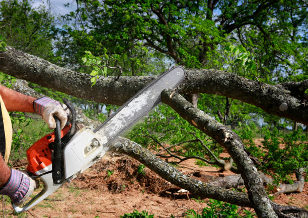 Best Tree Disease Treatment  in Lake City, GA